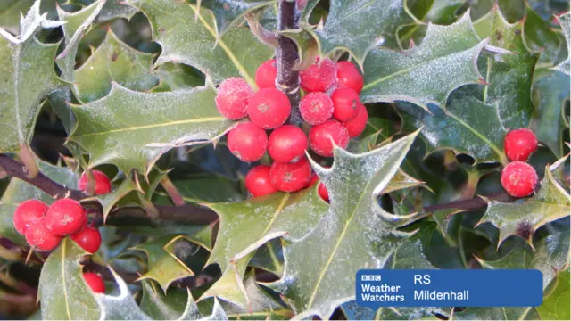 Holly with frost