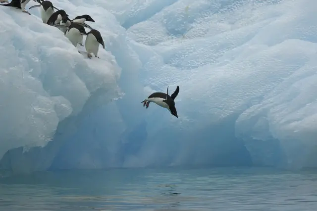 Adelie penguins