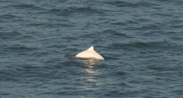 White porpoise. Pic: Henry Kirkwood/Sea Watch Foundation