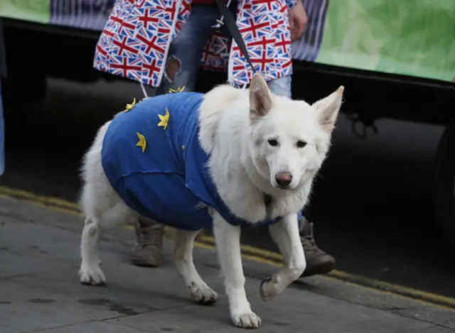 Dog wearing an EU flag