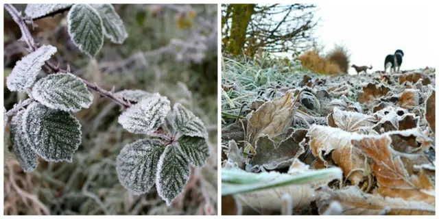 Frosty leaves