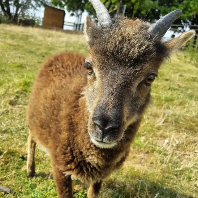 Luna the sheep