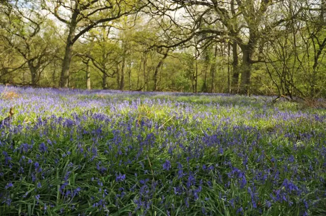 Ryton Woods