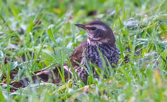 Dusky Thrush