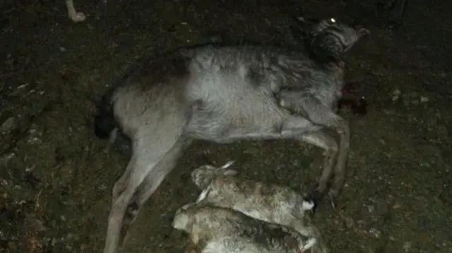 Killed deer