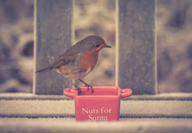 Santa's nuts