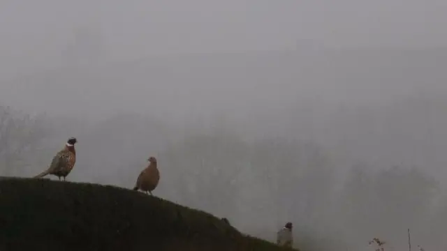 Birds in fog