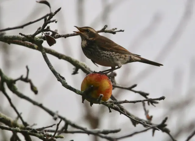 Dusky Thrush