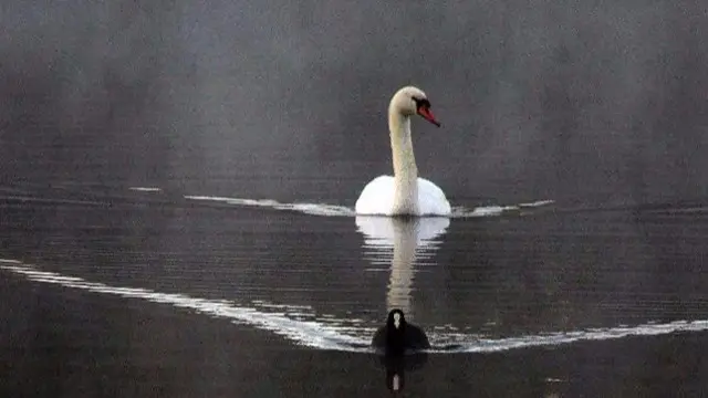 Swan on water