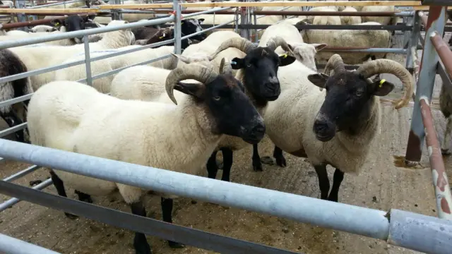 Norfolk Horn Sheep at Norwich Livestock Market