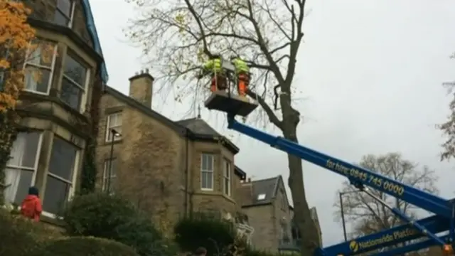 Tree felling on Rustlings Road