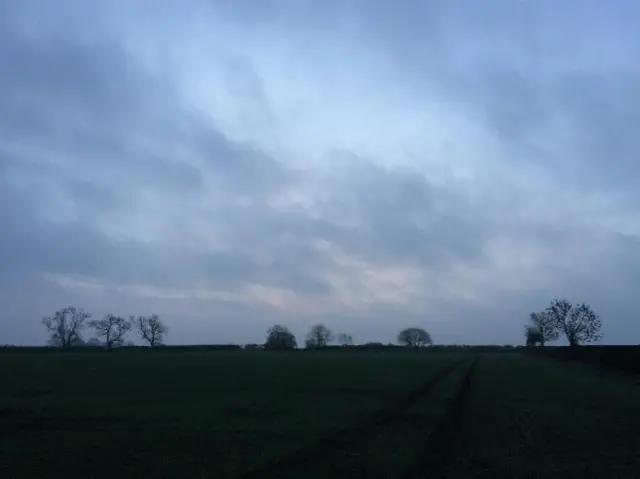 Trees on the horizon