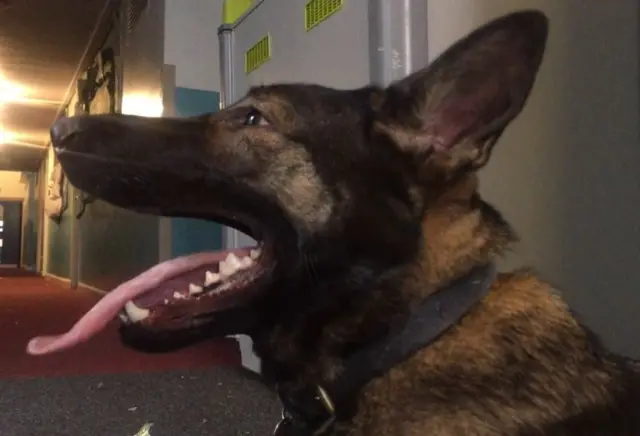 Trainee police dog Hero-Diesel