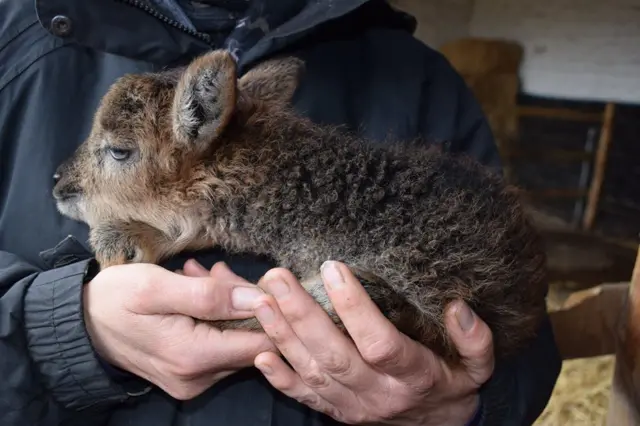 Luna the sheep