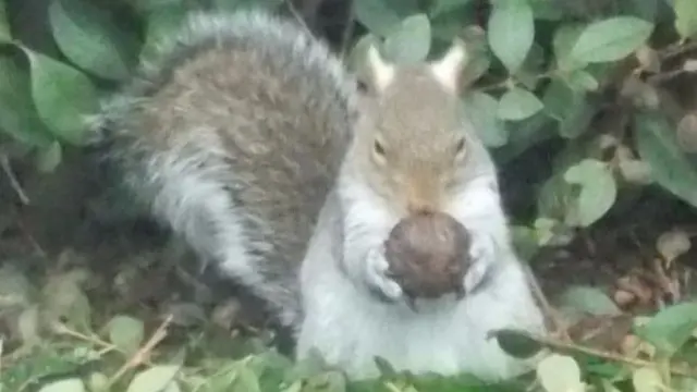 Squirrel with nut