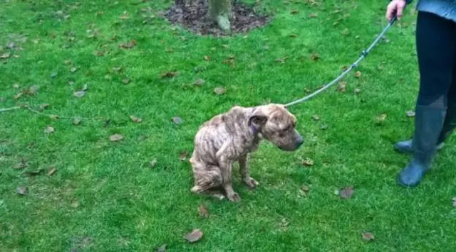 Very thin dog on a lead