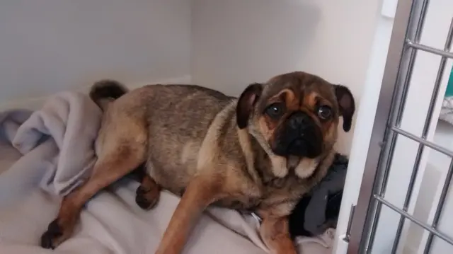Pug