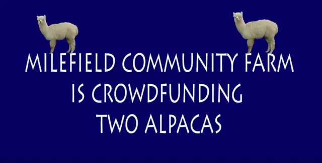 Appeal graphic featuring two alpacas