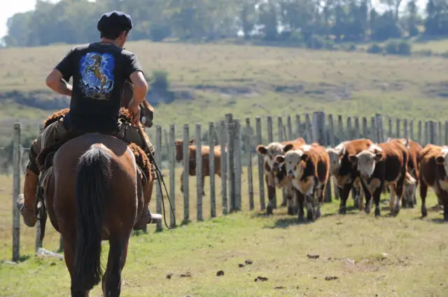 A herdsman at work in Uruguay