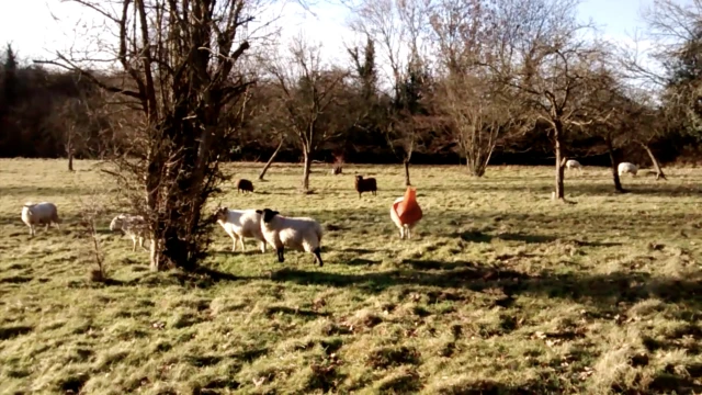 Sheep in a field with a cone on it's head