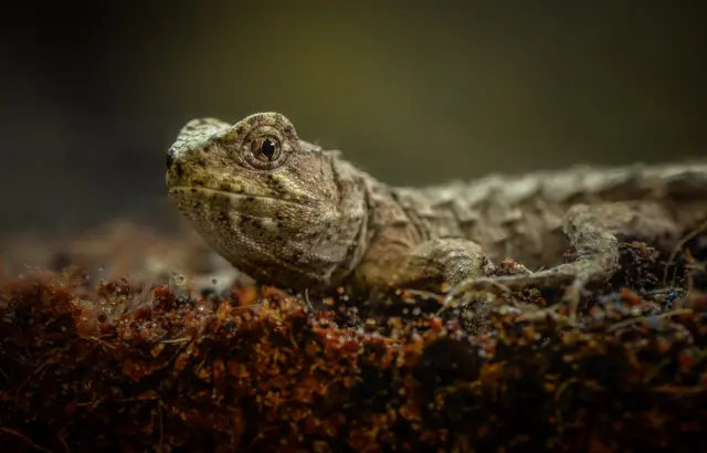 Tuatara