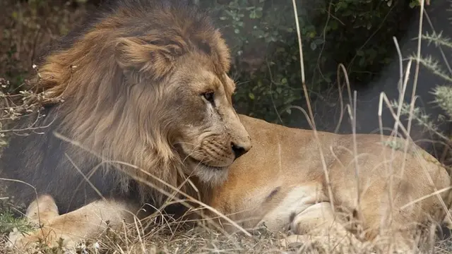 An Ethiopian lion pictured on February 18, 2015