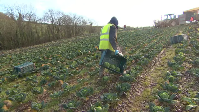 Vegetable picker