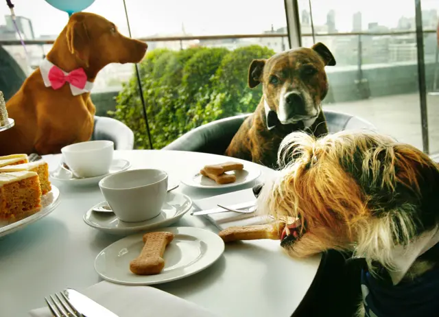 Dogs enjoying tea and biscuits