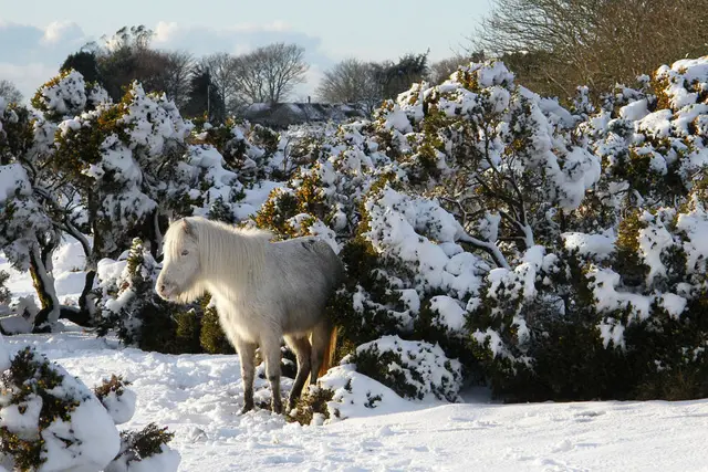 Dartmoor pony