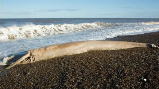 Dead minke whale