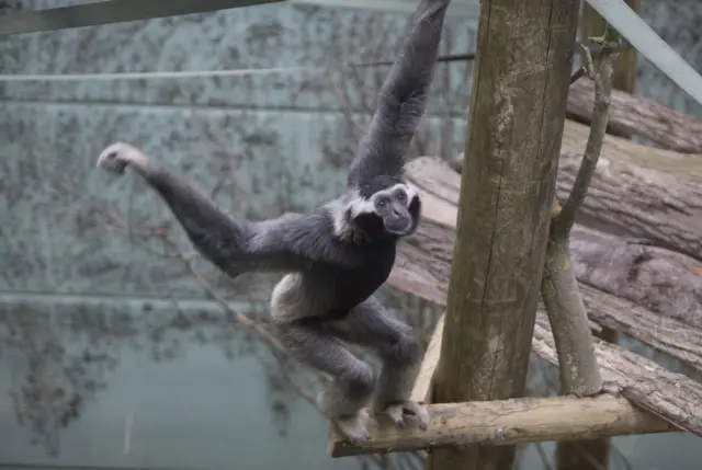 Gibbon at Twycross Zoo