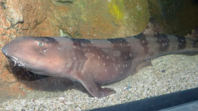 White Spotted Bamboo shark