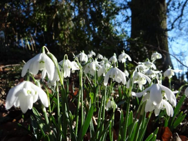 Snowdrops