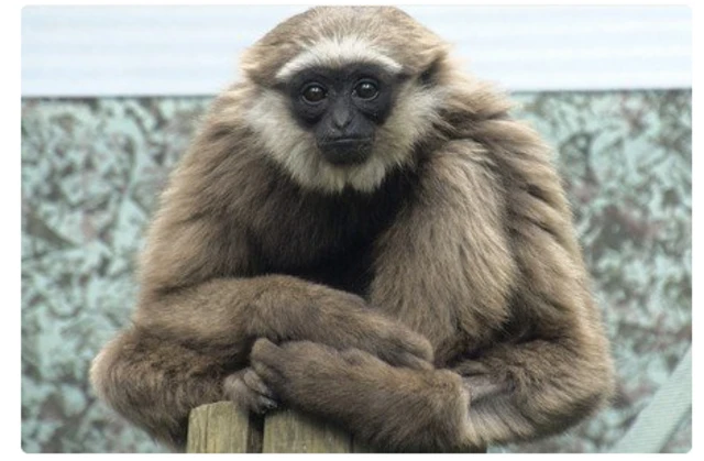 Gibbon