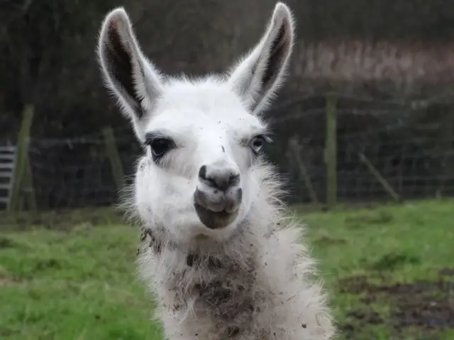 Llama