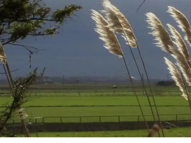 Dark skies and reeds