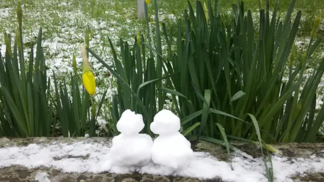 Snow ducklings in Mildenhall