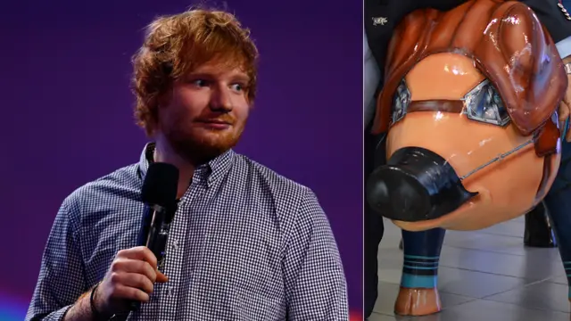 Composite image of Ed Sheeran and a pig from the Pigs Gone Wild trail