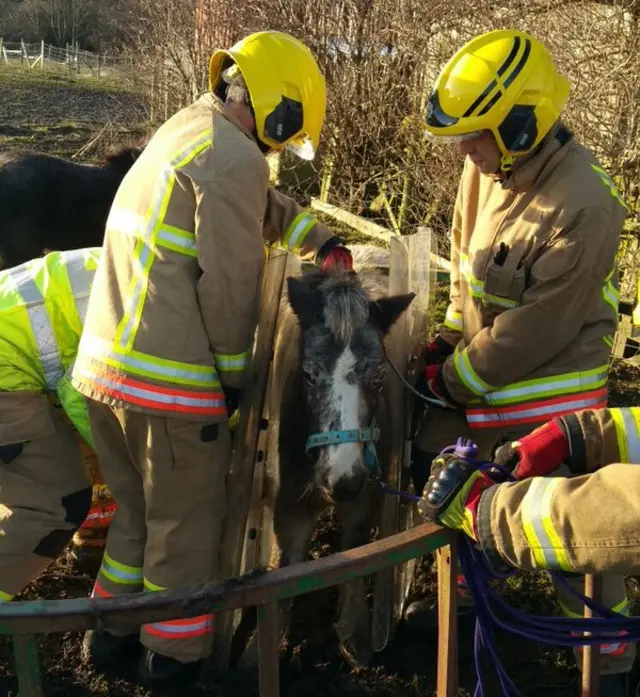 CDD Fire and Rescue team freeing the pony