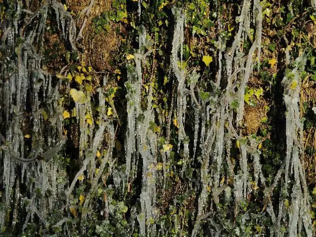 icicles