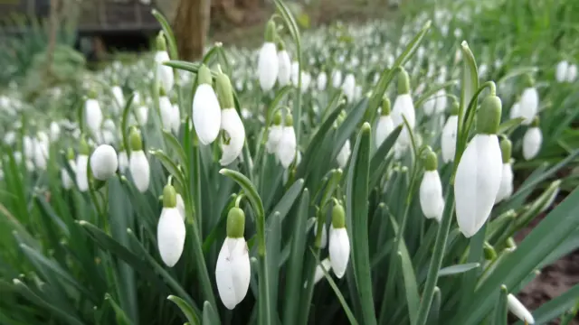 Snowdrops this month at Joey the Swan recreation ground in Wistaston