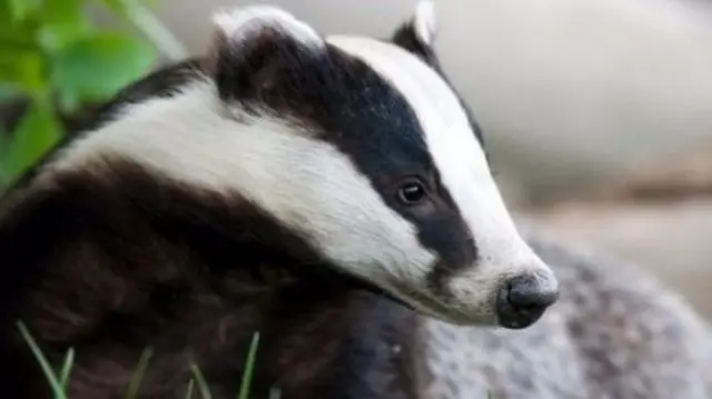 Badger