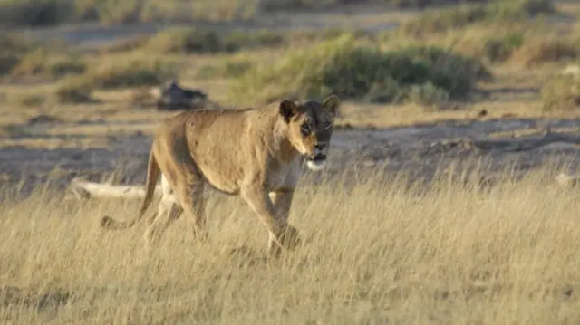 Lion in Kenya