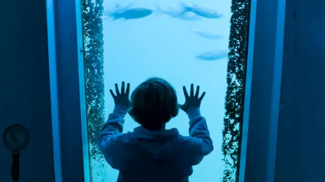 Boy looking at fish