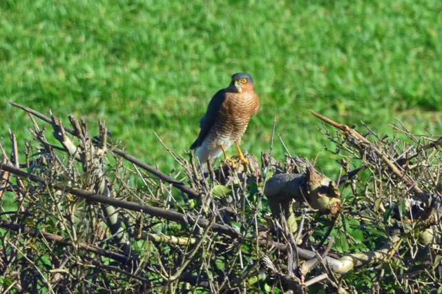 Sparrowhawk on a hedge in Empingham
