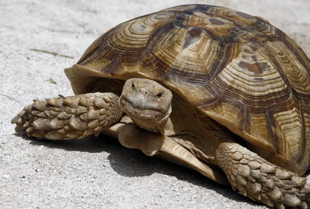 Tortoise in Mali