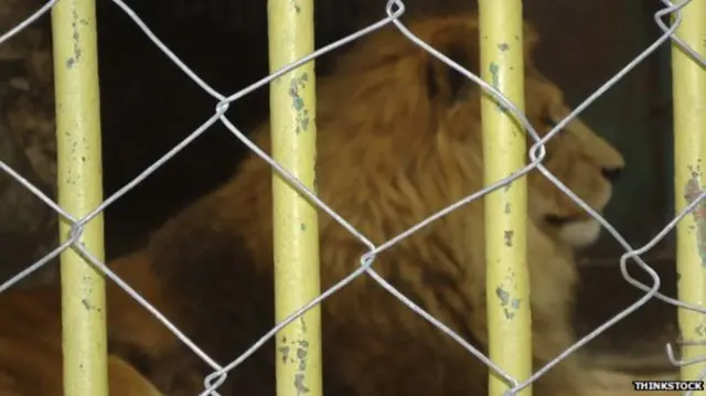 Lion in cage