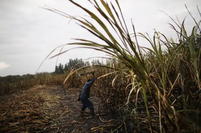 A men cuts sugarcane on a farm near the Kruger National Park on July 8, 2013 in Komatiepoort, South Africa