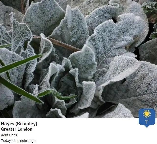 Frosty leaves