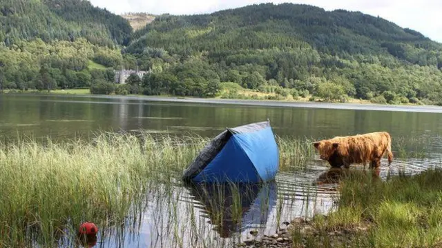 Highland cow in water